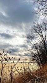 Scenic view of bare trees against sky