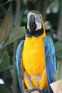 When i photographed a parrot in close-up, i dreamed of music in nature and its dancers.