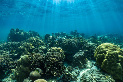 Underwater scene with coral reef and fish sea in surin islands phang nga thailand.