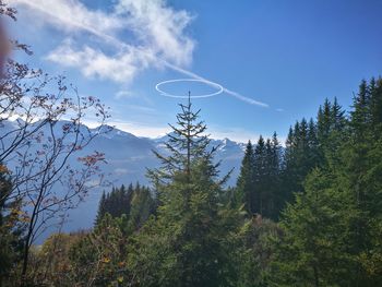 Low angle view of trees in forest against sky