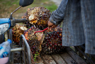 Agriculture harvesting bunch of fresh palm oil seed