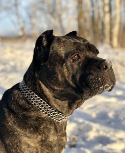 Close-up of a dog looking away