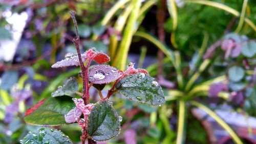 Close-up of leaves on plant