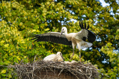 View of stoks in nest