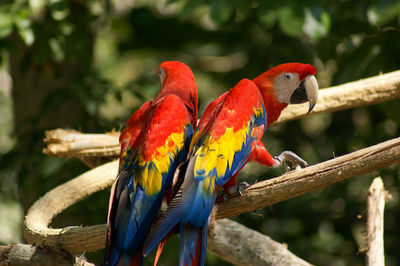Parrots perching on branch