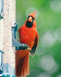 Close-up of bird perching on feeder