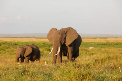 Elephant in a field