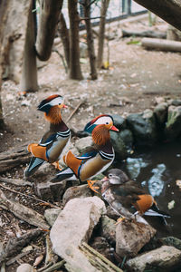 View of birds in water