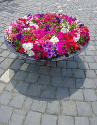 High angle view of pink flower on footpath