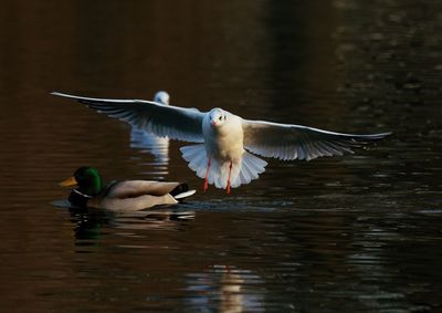 Bird flying over lake