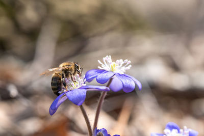 Close-up of bee pollinating on purple spring flower