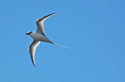 Low angle view of birds flying against blue sky