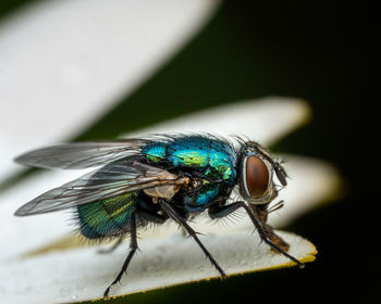 Close-up of fly on leaf