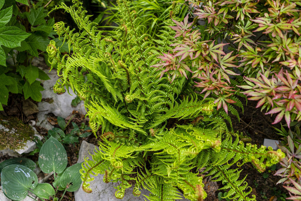 FULL FRAME SHOT OF GREEN PLANT