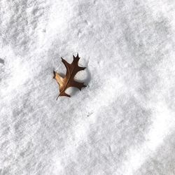 High angle view of crab on snow