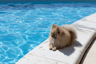 Small fluffy decorative pomeranian spitz with funny face, creamy beige color lies near swimming pool