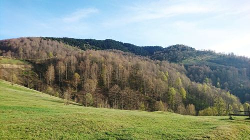 Scenic view of field against sky