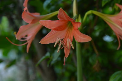 Close-up of red flowering plant