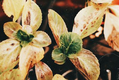 Close-up of wet leaves on plant