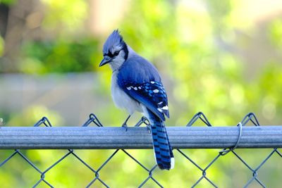 Close-up of bird perching on fence