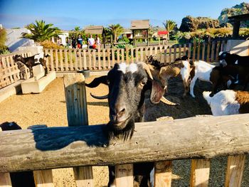 View of an animal on fence