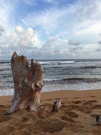 Dog on beach against sky