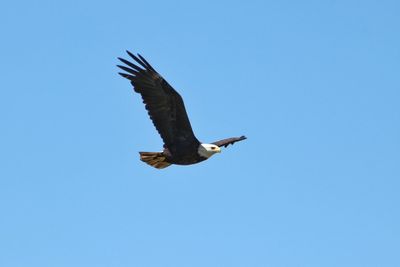 Low angle view of bald eagle flying against clear sky