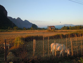 Horses in a field