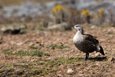 Bird perching on a field