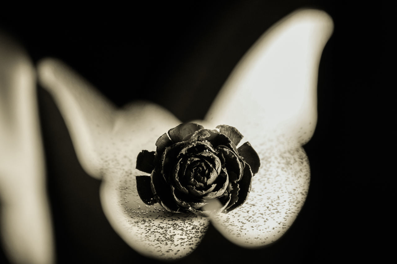 CLOSE-UP OF ROSE ON WHITE SURFACE