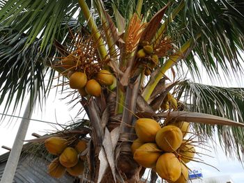 Low angle view of coconut palm tree