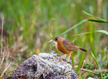 Close-up of a bird perching on rock