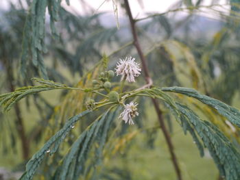 Close-up of flowering plant