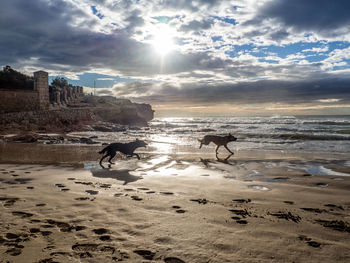 Dogs running on shore at beach