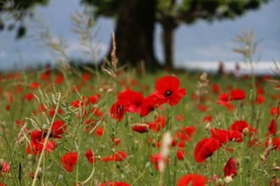 Close-up of red poppy flowers on field