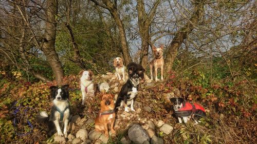 Dog sitting in forest