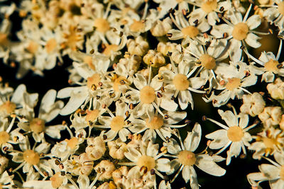 Close-up of yellow flowering plants