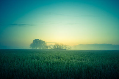 A beautiful oak tree in the distance through the mist in summer morning. summertime scenery.