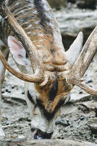 Close-up of deer on field