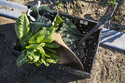 Overhead view of leaf vegetables with straw hat and shovel in crate on field