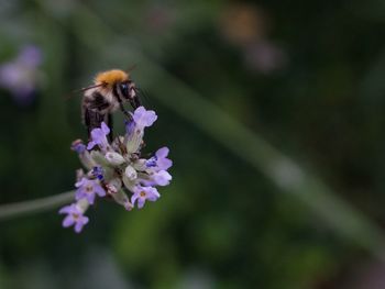 Close-up of bee on flower
