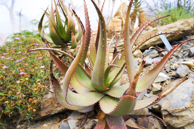 Close-up of succulent plant