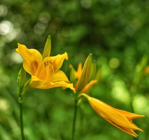 Close-up of yellow flowering plant