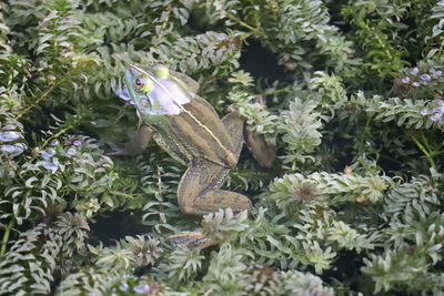 High angle view of lizard on plants