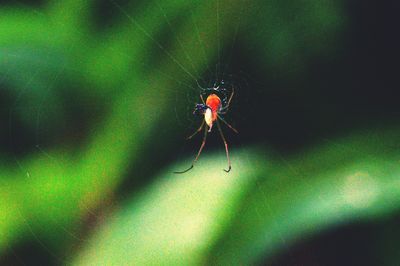 Close-up of spider