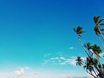 Low angle view of trees against blue sky