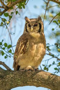 Verreaux eagle-owl in dappled sunlight on branch