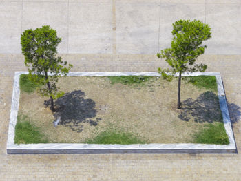 Ivy growing on wall