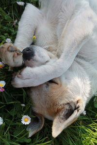 High angle view of puppy relaxing on grass