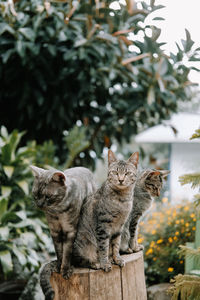 Portrait of a cat sitting on tree